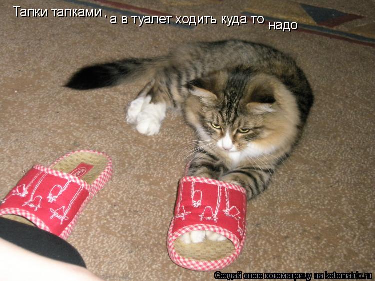 Тапки тапками , а в туалет ходить куда то надо... Котоматрица: Тапки тапками , а в туалет ходить куда то надо