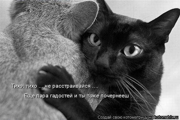 Тихо, тихо ... не расстраивайся .... Еще пара гадостей и ты тоже почернееш ...... Котоматрица: Тихо, тихо ... не расстраивайся .... Еще пара гадостей и ты тоже почернееш ...