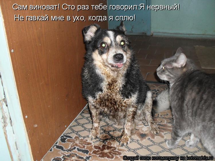 Сам виноват! Сто раз тебе говорил:Я нервный! Не гавкай мне в ухо, когда я сплю!... Котоматрица: Сам виноват! Сто раз тебе говорил:Я нервный! Не гавкай мне в ухо, когда я сплю!