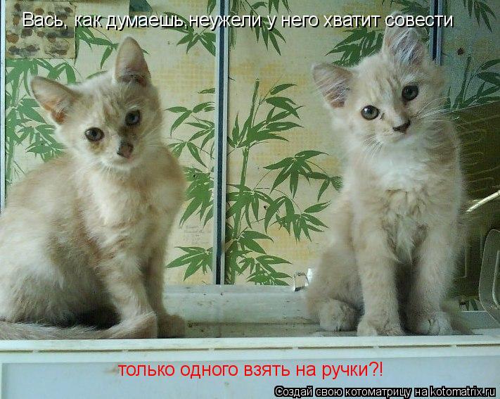 только одного взять на ручки?! Вась, как думаешь,неужели у него хватит совести... Котоматрица: только одного взять на ручки?! Вась, как думаешь,неужели у него хватит совести