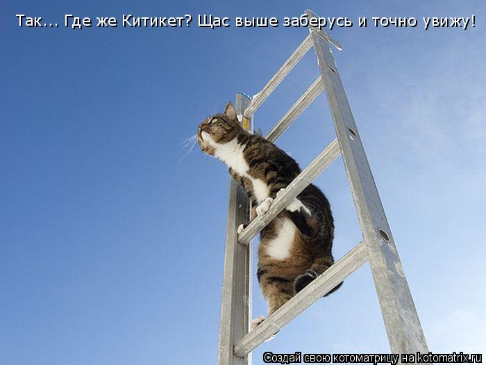 Так... Где же Китикет? Щас выше заберусь и точно увижу!... Котоматрица: Так... Где же Китикет? Щас выше заберусь и точно увижу!