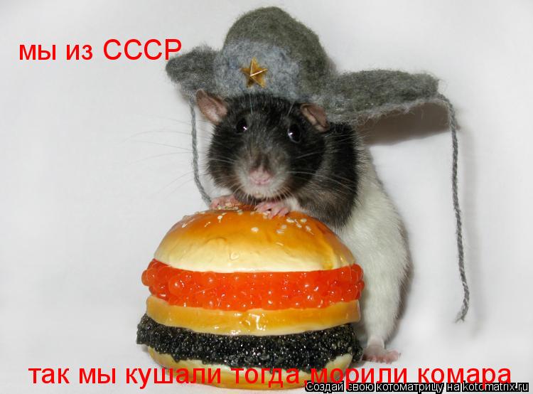 мы из СССР так мы кушали тогда,морили комара... Котоматрица: мы из СССР так мы кушали тогда,морили комара