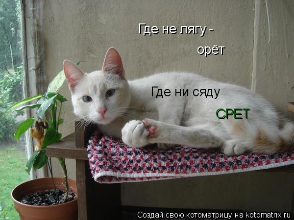 Где не лягу - орёт Где ни сяду СРЕТ... Котоматрица: Где не лягу - орёт Где ни сяду СРЕТ