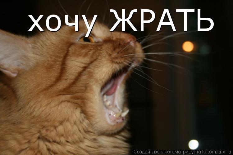 хочу ЖРАТЬ... Котоматрица: хочу ЖРАТЬ