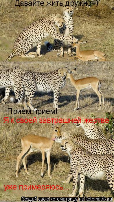 Давайте жить дружно=) -Приём,приём! Я к своей завтрашней жертве уже примеряюсь...... Котоматрица: Давайте жить дружно=) -Приём,приём! Я к своей завтрашней жертве уже примеряюсь...