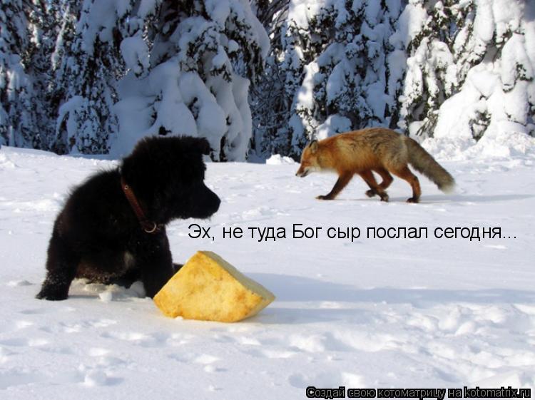 Эх, не туда Бог сыр послал сегодня...... Котоматрица: Эх, не туда Бог сыр послал сегодня...