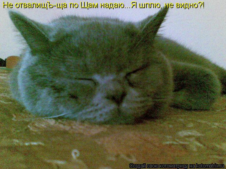 Не отвалищЪ-ща по Щам надаю...Я шплю, не видно?!... Котоматрица: Не отвалищЪ-ща по Щам надаю...Я шплю, не видно?!