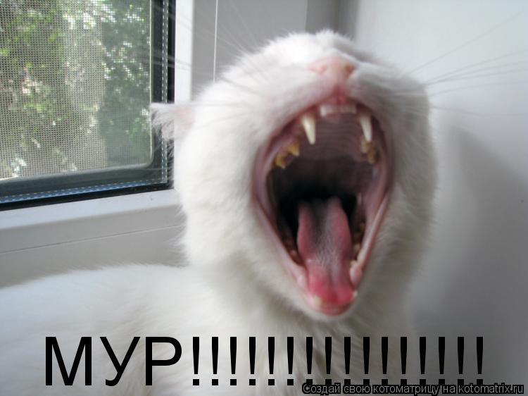 МУР!!!!!!!!!!!!!!!!... Котоматрица: МУР!!!!!!!!!!!!!!!!