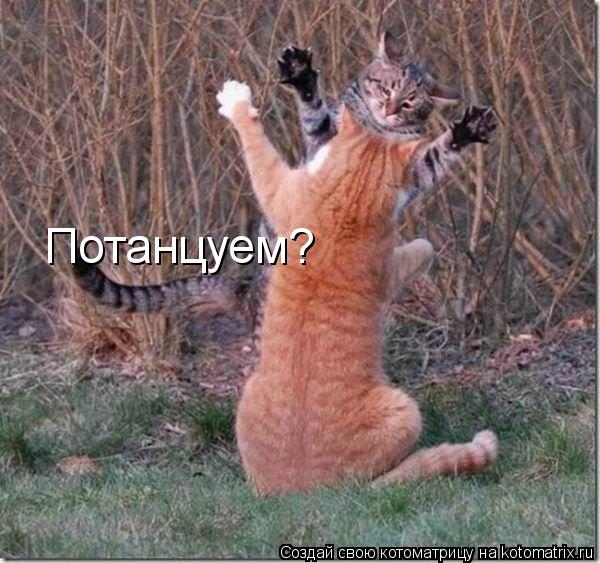 Потанцуем?... Котоматрица: Потанцуем?