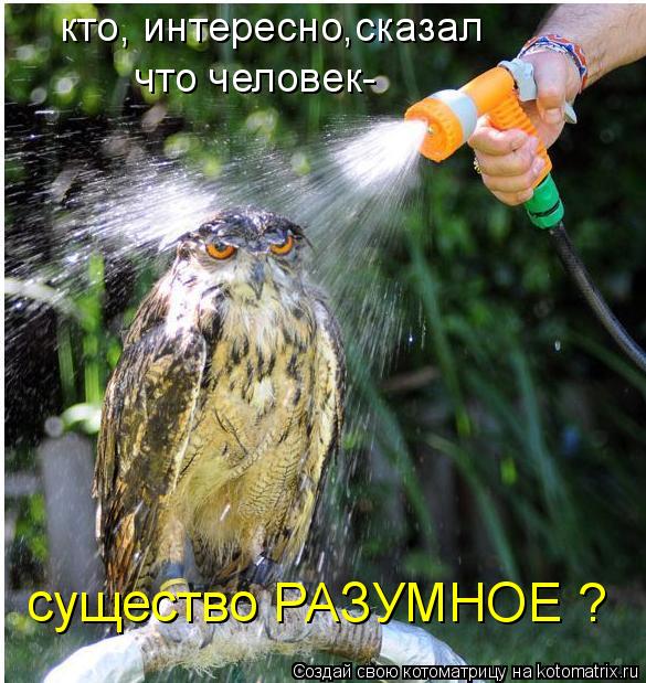 кто, интересно,сказал что человек- существо РАЗУМНОЕ ?... Котоматрица: кто, интересно,сказал что человек- существо РАЗУМНОЕ ?