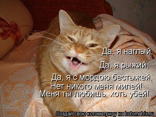 Котоматрица: Да, я с мордою бестыжей, Нет никого меня милей! Меня ты любишь, хоть убей! Да, я наглый, Да, я рыжий,