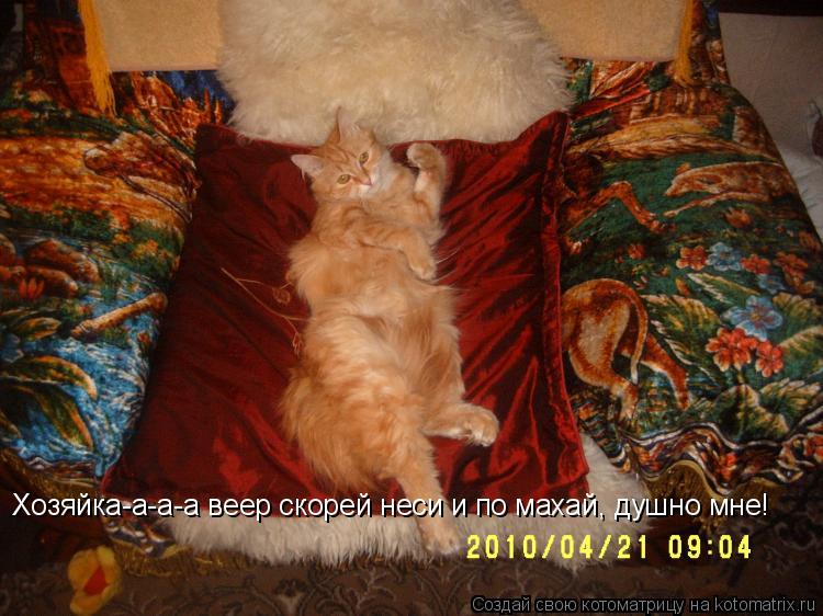 Хозяйка-а-а-а веер скорей неси и по махай, душно мне!... Котоматрица: Хозяйка-а-а-а веер скорей неси и по махай, душно мне!