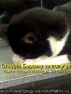 Стыдно Барсику за попугая было только первые 30 секунд...... Котоматрица: Стыдно Барсику за попугая было только первые 30 секунд...