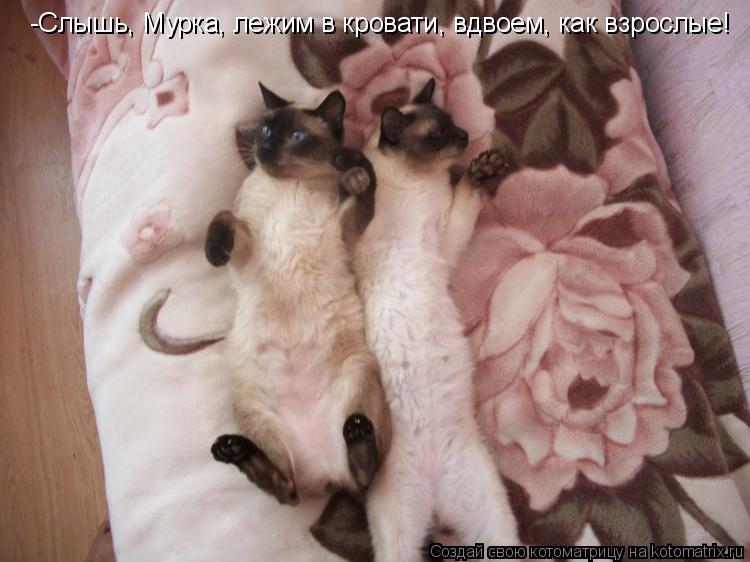 -Слышь, Мурка, лежим в кровати, вдвоем, как взрослые!... Котоматрица: -Слышь, Мурка, лежим в кровати, вдвоем, как взрослые!