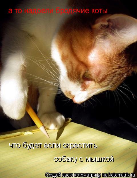 что будет если скрестить собаку с мышкой а то надоели бродячие коты... Котоматрица: что будет если скрестить собаку с мышкой а то надоели бродячие коты