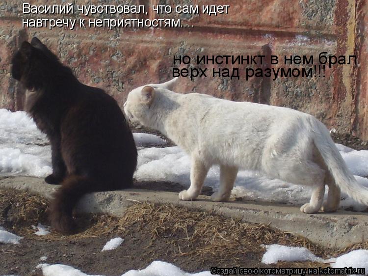 Котоматрица: Василий чувствовал, что сам идет  навтречу к неприятностям.... но инстинкт в нем брал  верх над разумом!!!