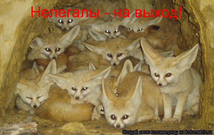 Нелегалы - на выход!... Котоматрица: Нелегалы - на выход!