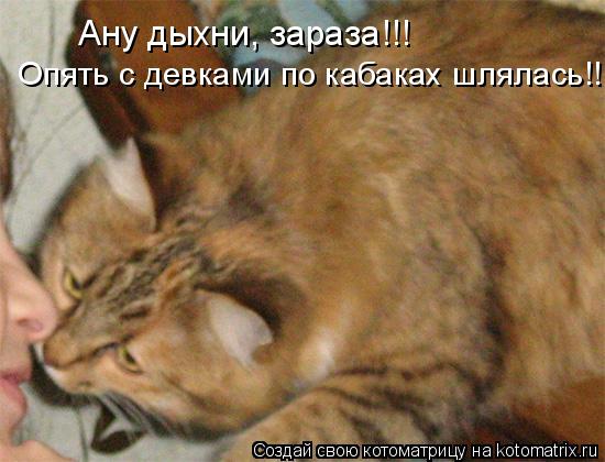 Котоматрица: Ану дыхни, зараза!!! Опять с девками по кабаках шлялась!!!