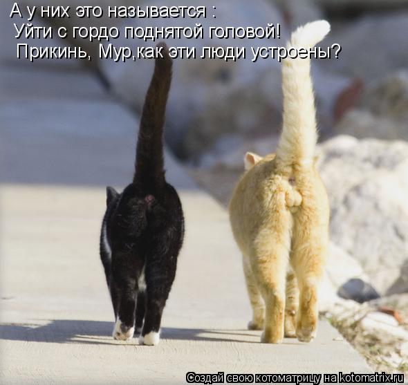 Котоматрица: А у них это называется : Уйти с гордо поднятой головой! Прикинь, Мур,как эти люди устроены?