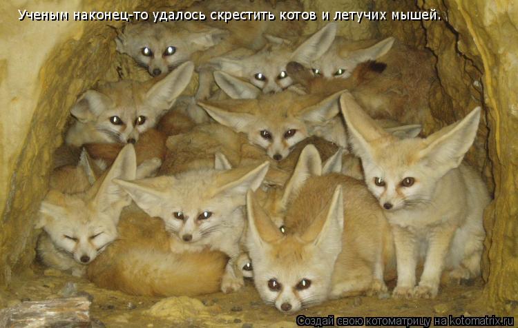 Ученым наконец-то удалось скрестить котов и летучих мышей.... Котоматрица: Ученым наконец-то удалось скрестить котов и летучих мышей.