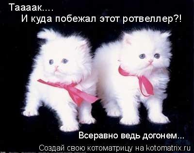 Таааак.... И куда побежал этот ротвеллер?! Всеравно ведь догонем...... Котоматрица: Таааак.... И куда побежал этот ротвеллер?! Всеравно ведь догонем...