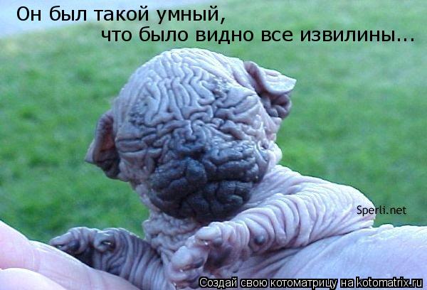 Он был такой умный, что было видно все извилины...... Котоматрица: Он был такой умный, что было видно все извилины...
