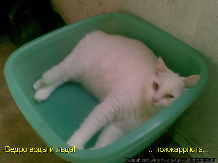 -Ведро воды и льда! ..-пожжаррлста...... Котоматрица: -Ведро воды и льда! ..-пожжаррлста...