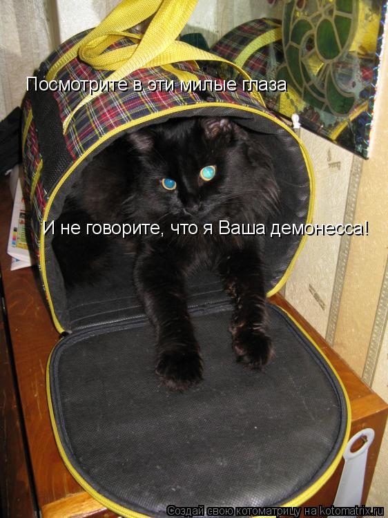 Посмотрите в эти милые глаза И не говорите, что я Ваша демонесса!... Котоматрица: Посмотрите в эти милые глаза И не говорите, что я Ваша демонесса!