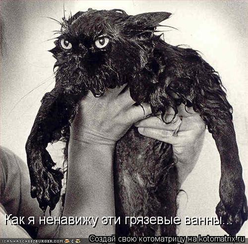 Как я ненавижу эти грязевые ванны...... Котоматрица: Как я ненавижу эти грязевые ванны...