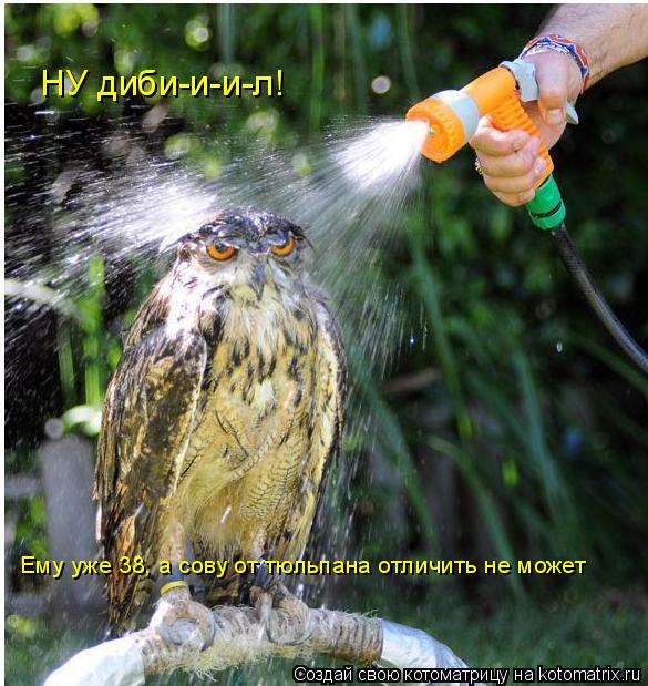 НУ диби-и-и-л! Ему уже 38, а сову от тюльпана отличить не может... Котоматрица: НУ диби-и-и-л! Ему уже 38, а сову от тюльпана отличить не может