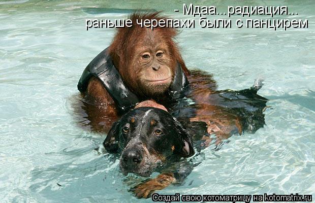 - Мдаа...радиация... раньше черепахи были с панцирем... Котоматрица: - Мдаа...радиация... раньше черепахи были с панцирем