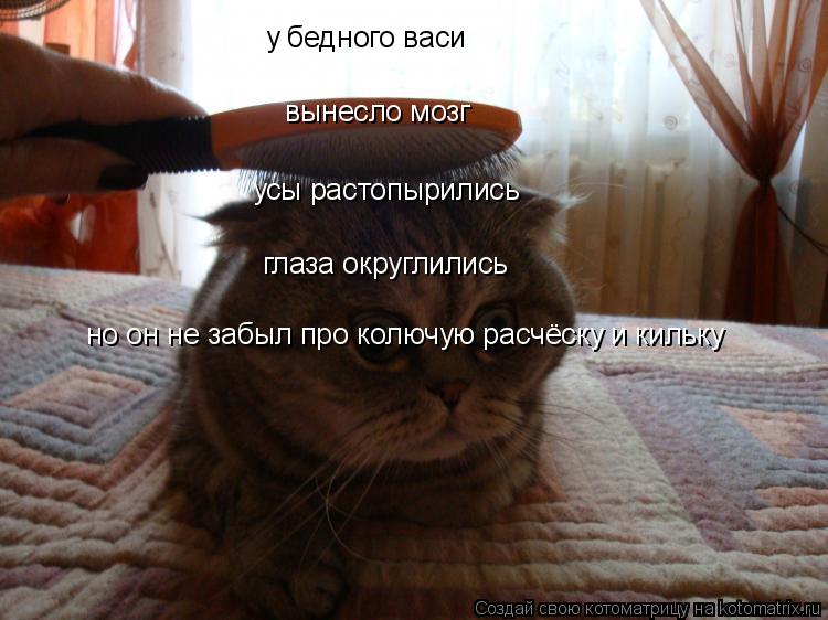 у бедного васи вынесло мозг усы растопырились глаза округлились но он не забыл про колючую расчёску и... Котоматрица: у бедного васи вынесло мозг усы растопырились глаза округлились но он не забыл про колючую расчёску и кильку