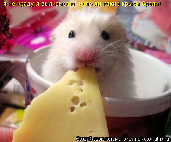я не краду!я вылизываю! мало ли какие крысы брали!... Котоматрица: я не краду!я вылизываю! мало ли какие крысы брали!