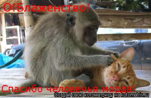 О!Блаженство! Спасибо человечья морда!... Котоматрица: О!Блаженство! Спасибо человечья морда!
