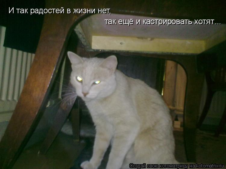 И так радостей в жизни нет, И так радостей в жизни нет, так ещё и кастрировать хотят ... ...... Котоматрица: И так радостей в жизни нет, И так радостей в жизни нет, так ещё и кастрировать хотят ... ...