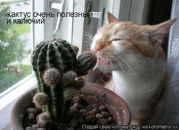 -кактус очень полезный и калючий... Котоматрица: -кактус очень полезный и калючий