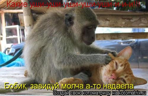 Котоматрица: Какие уши-уши-уши-уши-уши-и-и-и!!! Бобик, завидуй молча а-то надаела
