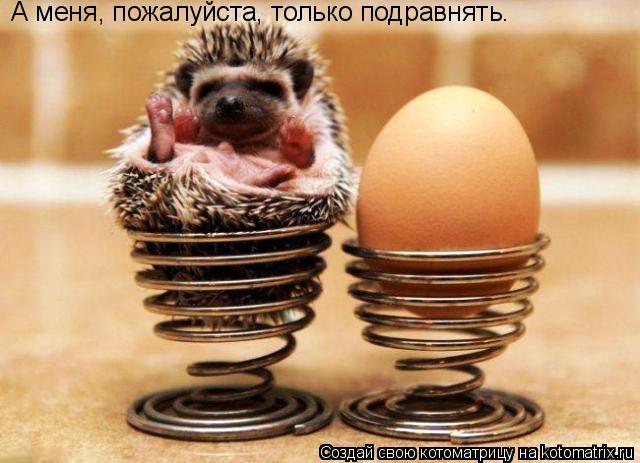 А меня, пожалуйста, только подравнять.... Котоматрица: А меня, пожалуйста, только подравнять.