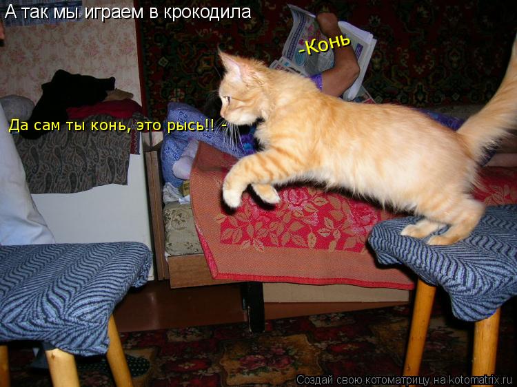Котоматрица: А так мы играем в крокодила -Конь Да сам ты конь, это рысь!! -