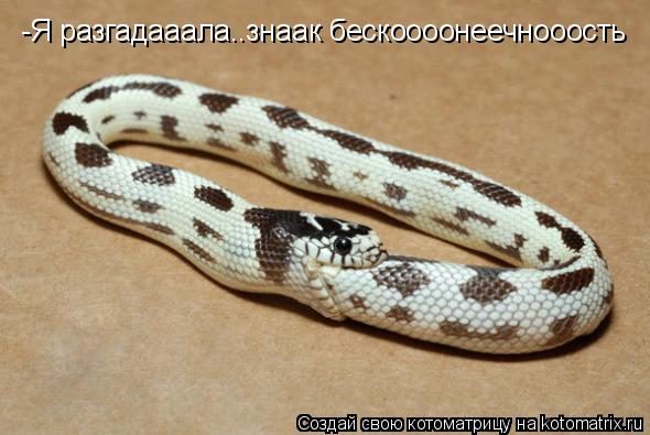 Котоматрица: -Я разгадааала..знаак бескоооонеечнооость