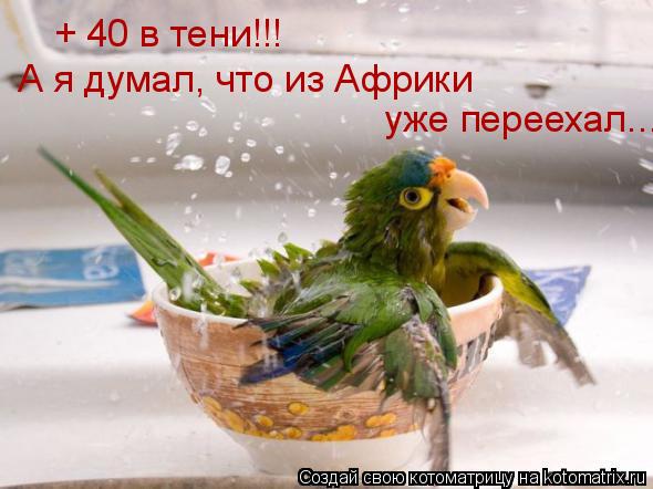 Котоматрица: + 40 в тени!!! А я думал, что из Африки уже переехал...