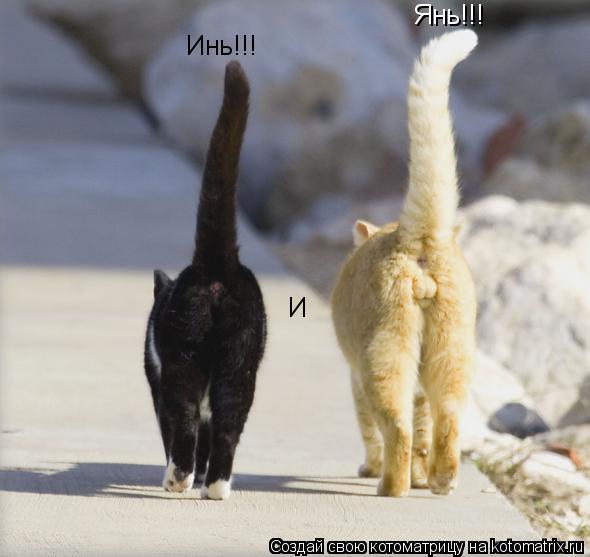 Котоматрица: Инь!!! И Янь!!!