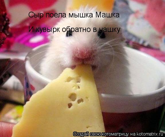 Котоматрица: Сыр поела мышка Машка И кувырк обратно в чашку