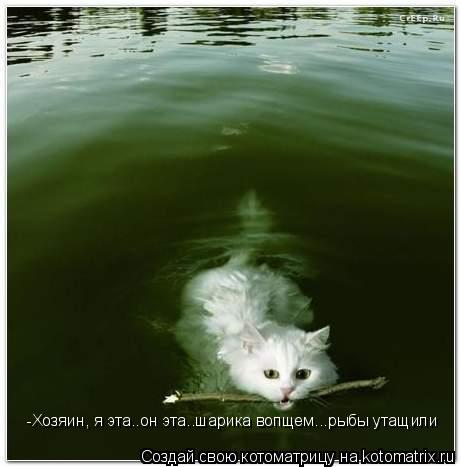 Котоматрица: -Хозяин, я эта..он эта..шарика вопщем...рыбы утащили