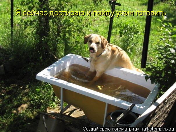 Котоматрица: Я сейчас достираю и пойду ужин готовить
