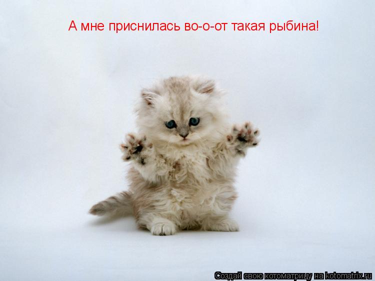 А мне приснилась во-о-от такая рыбина!... Котоматрица: А мне приснилась во-о-от такая рыбина!