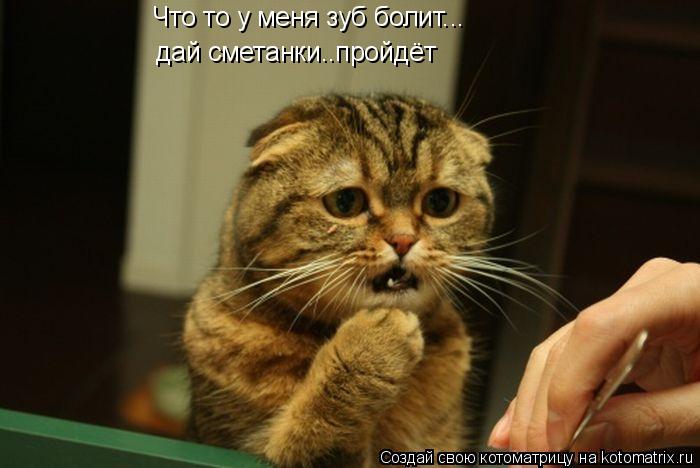 Что то у меня зуб болит... дай сметанки..пройдёт... Котоматрица: Что то у меня зуб болит... дай сметанки..пройдёт