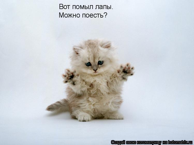 Вот помыл лапы. Можно поесть?... Котоматрица: Вот помыл лапы. Можно поесть?
