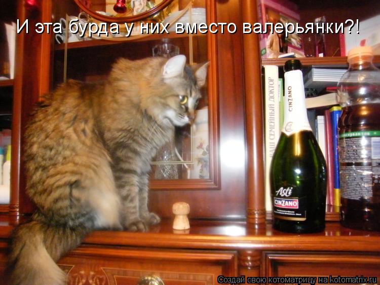 И эта бурда у них вместо валерьянки?!... Котоматрица: И эта бурда у них вместо валерьянки?!