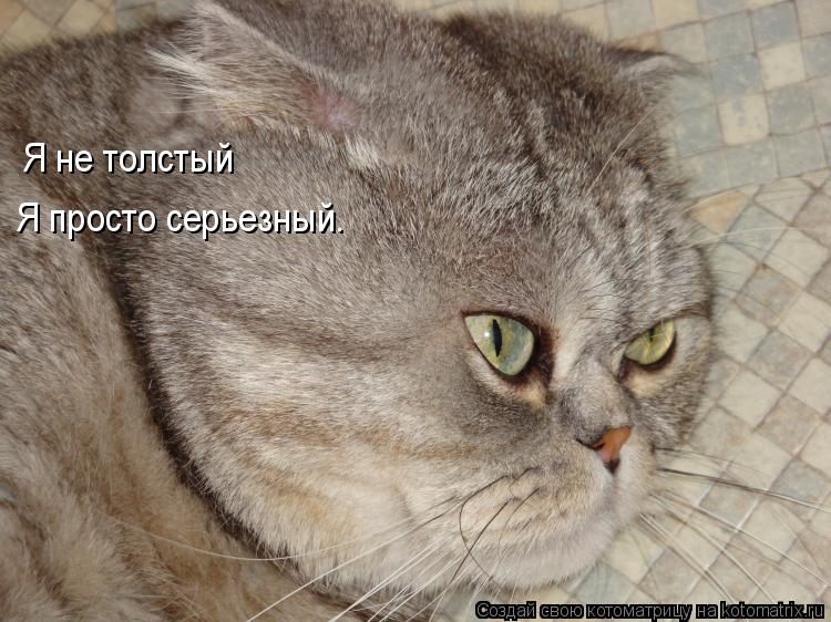 Я не толстый Я просто серьезный.... Котоматрица: Я не толстый Я просто серьезный.